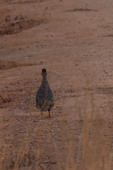 Pternistis icterorhynchus