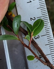 Leptospermum blakelyi