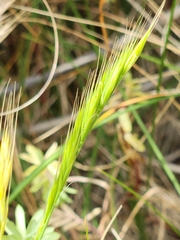 Festuca bromoides