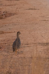Pternistis icterorhynchus