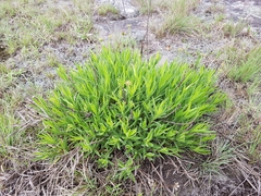 Osteospermum striatum