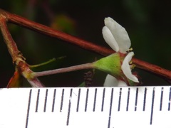 Leptospermum blakelyi