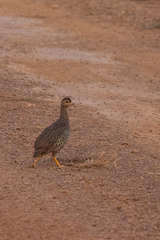 Pternistis icterorhynchus