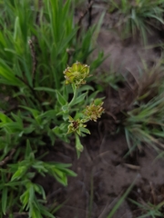 Osteospermum striatum
