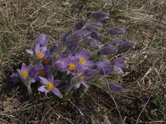 Pulsatilla grandis