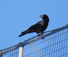 Corvus macrorhynchos