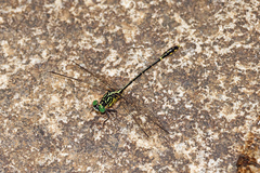 Austrogomphus ochraceus