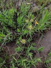 Osteospermum striatum