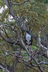 Accipiter melanoleucus