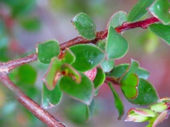 Leptospermum blakelyi
