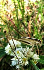 Polichne