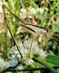 Polichne