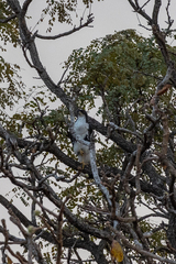 Accipiter melanoleucus