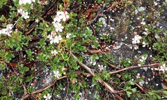 Leptospermum blakelyi
