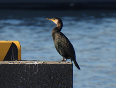 Phalacrocorax capillatus