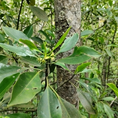 Rhizophora apiculata