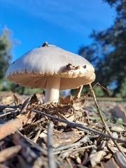 Volvopluteus gloiocephalus