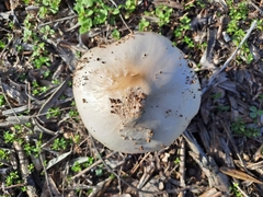 Volvopluteus gloiocephalus