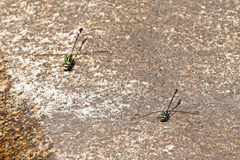 Austrogomphus ochraceus