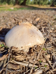 Volvopluteus gloiocephalus