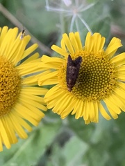 Anthophila fabriciana
