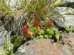 Sedum alpestre