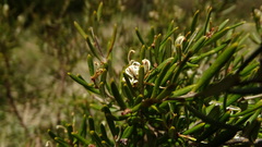 Grevillea australis