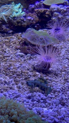 Synchiropus picturatus