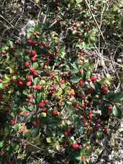 Cotoneaster divaricatus