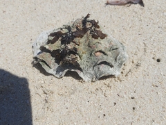 Tridacna