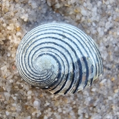 Nerita balteata