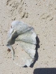 Tridacna
