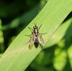 Mintho rufiventris