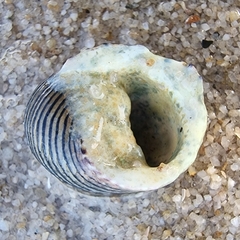 Nerita balteata