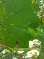 Ectoedemia platanella