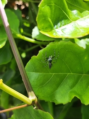 Cosmophasis thalassina
