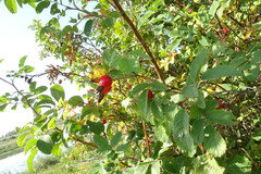 Rosa majalis
