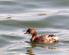 Tachybaptus ruficollis