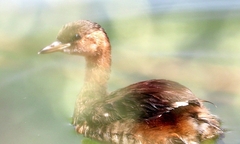 Tachybaptus ruficollis