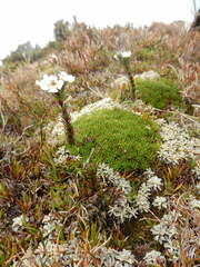 Euphrasia hookeri