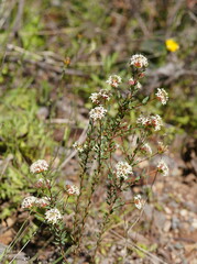 Pimelea alpina