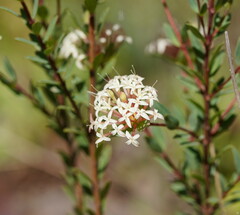 Pimelea alpina