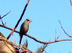 Hypocolius ampelinus