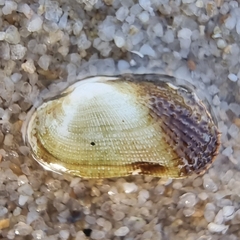 Barbatia grayana
