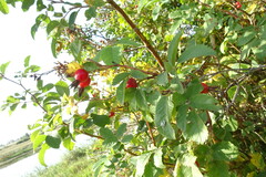 Rosa majalis