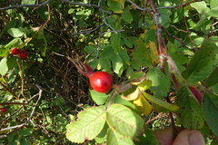 Rosa majalis