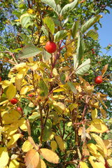 Rosa majalis