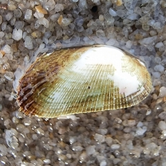 Barbatia grayana