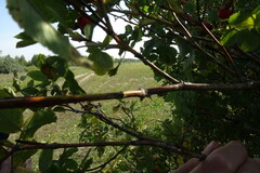 Rosa majalis