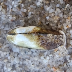 Barbatia grayana